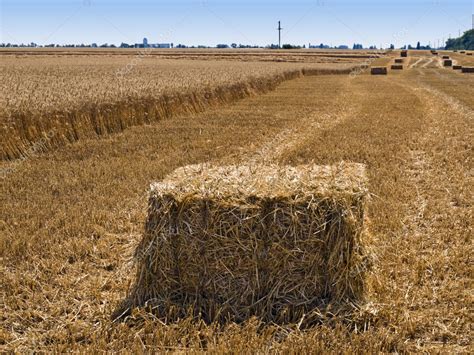 pajas en el campo